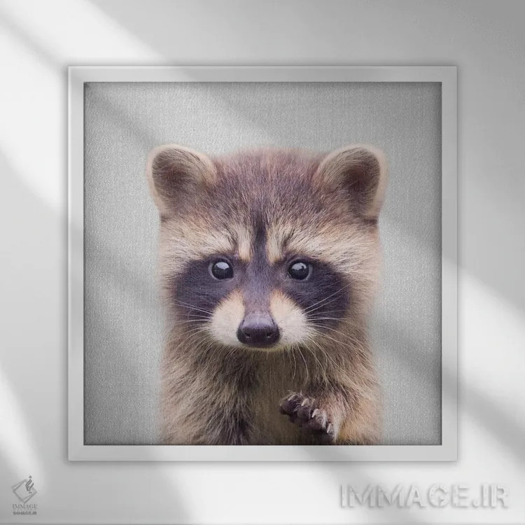 تابلو راکون (راکون) اثر گال دیزاین - نمای قابدار سفید