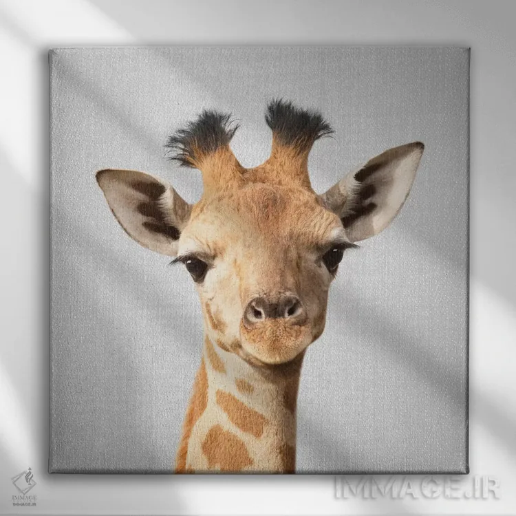 تابلو بچه زرافه اثر گال دیزاین - نمای روبهرو روی دیوار