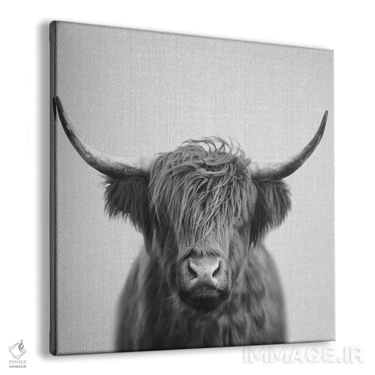 تابلو گاو کوهستانی در سیاه و سفید اثر گال دیزاین - نمای پرسپکتیو محصول