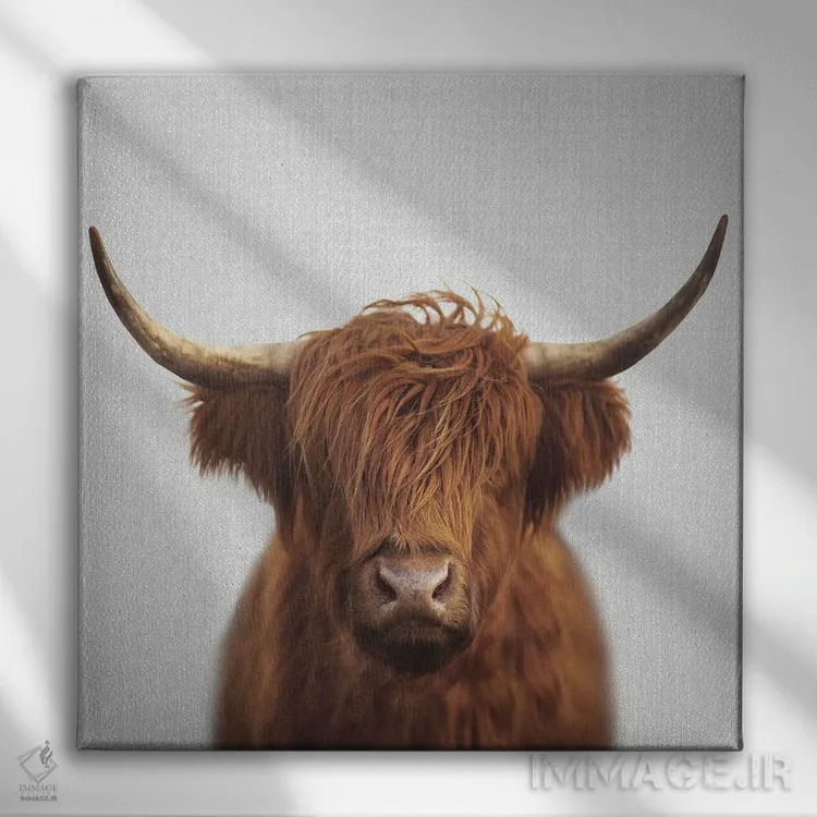 تابلو گاو کوهستانی اثر گال دیزاین - نمای روبهرو روی دیوار