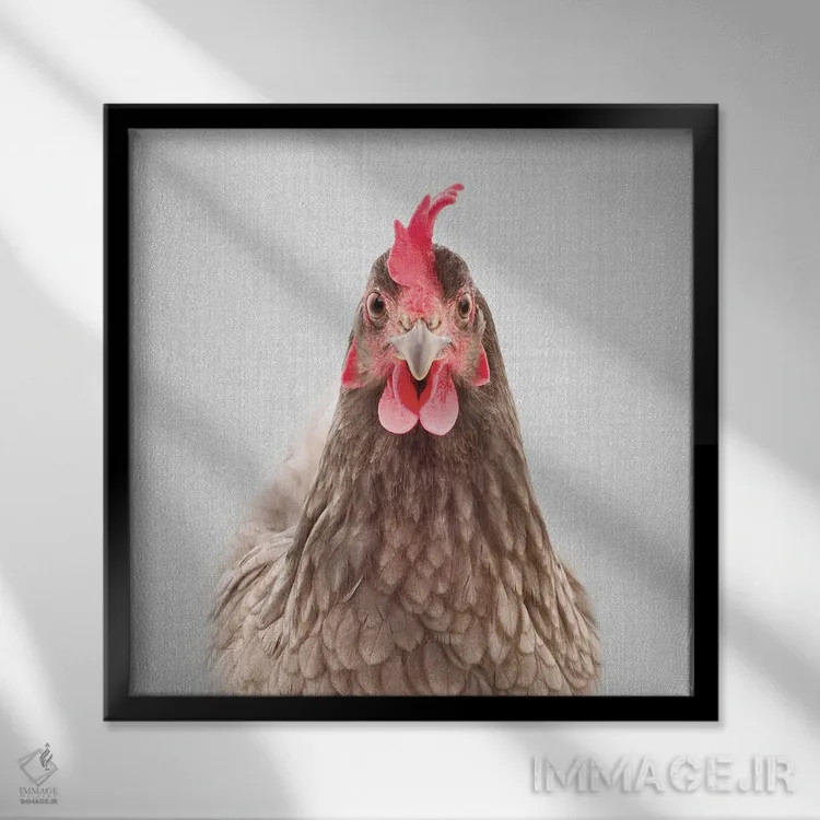 تابلو مرغ اثر گال دیزاین - نمای قابدار مشکی