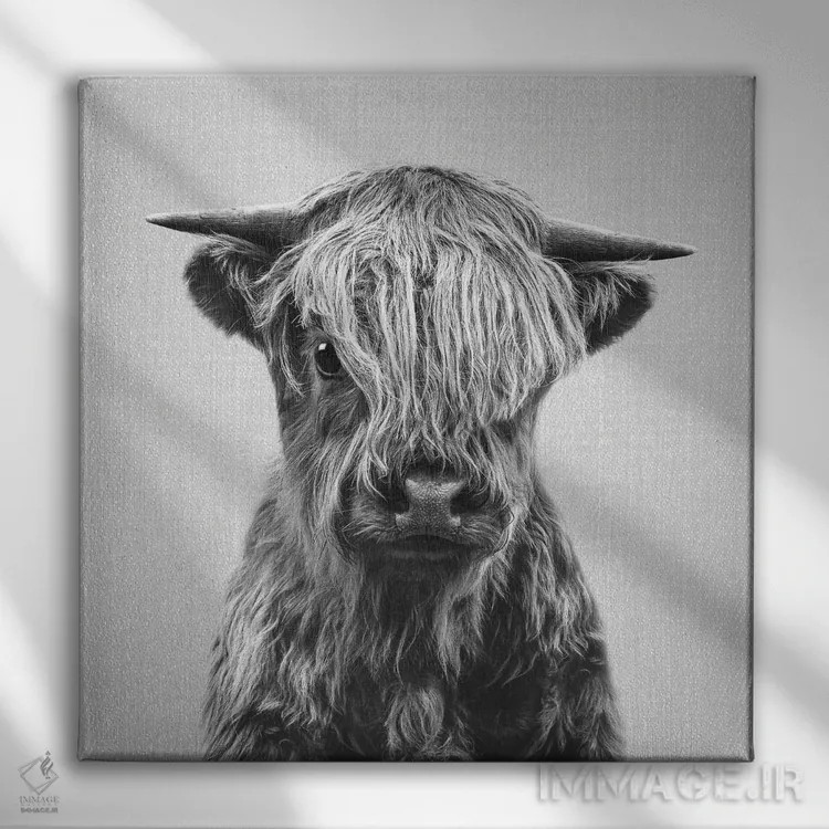 تابلو گوساله کوهستانی در سیاه و سفید اثر گال دیزاین - نمای روبهرو روی دیوار