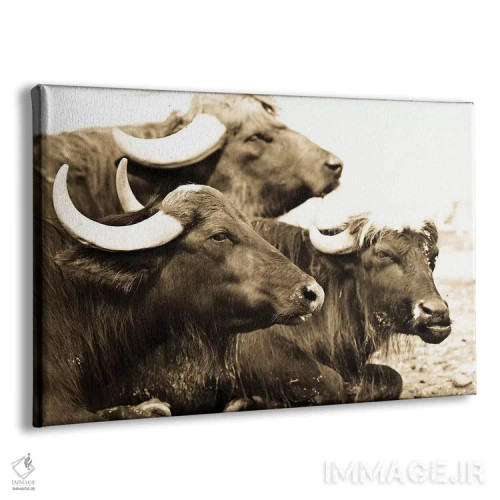 تابلو بایسونها ۱ (گاومیش آمریکایی) اثر گوران آناستاسوفسکی (عکاس طبیعت مقدونیه) - نمای پرسپکتیو محصول