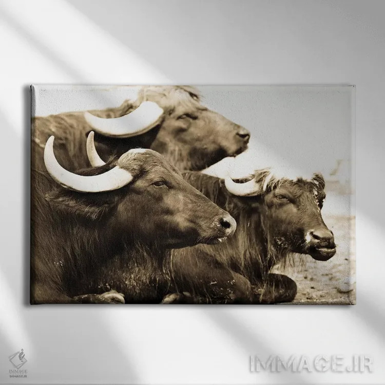 تابلو بایسونها ۱ (گاومیش آمریکایی) اثر گوران آناستاسوفسکی (عکاس طبیعت مقدونیه) - نمای روبهرو روی دیوار