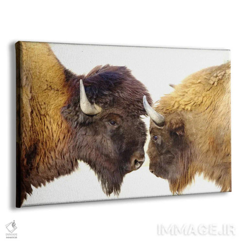 تابلو بایسونها ۲ اثر گوران آناستاسوفسکی (عکاس طبیعت مقدونیه) - نمای پرسپکتیو محصول