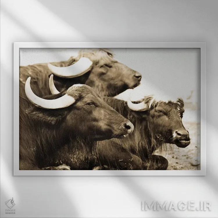 تابلو بایسونها ۱ (گاومیش آمریکایی) اثر گوران آناستاسوفسکی (عکاس طبیعت مقدونیه) - نمای قابدار سفید
