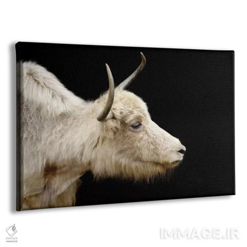 تابلو گاو ۶ اثر گوران آناستاسوفسکی (عکاس طبیعت مقدونیه) - نمای پرسپکتیو محصول
