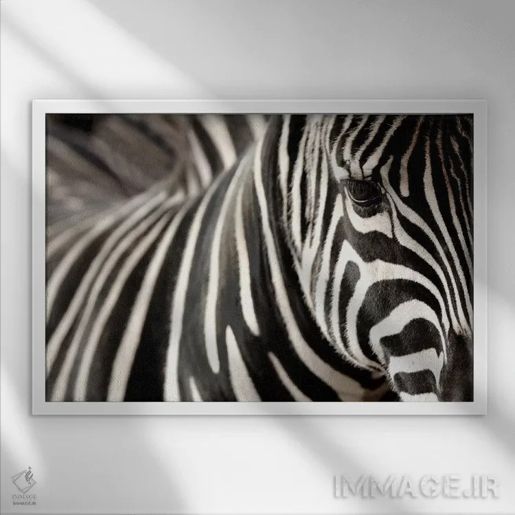 تابلو گورخر ۵ اثر گوران آناستاسوفسکی (عکاس طبیعت مقدونیه) - نمای قابدار سفید