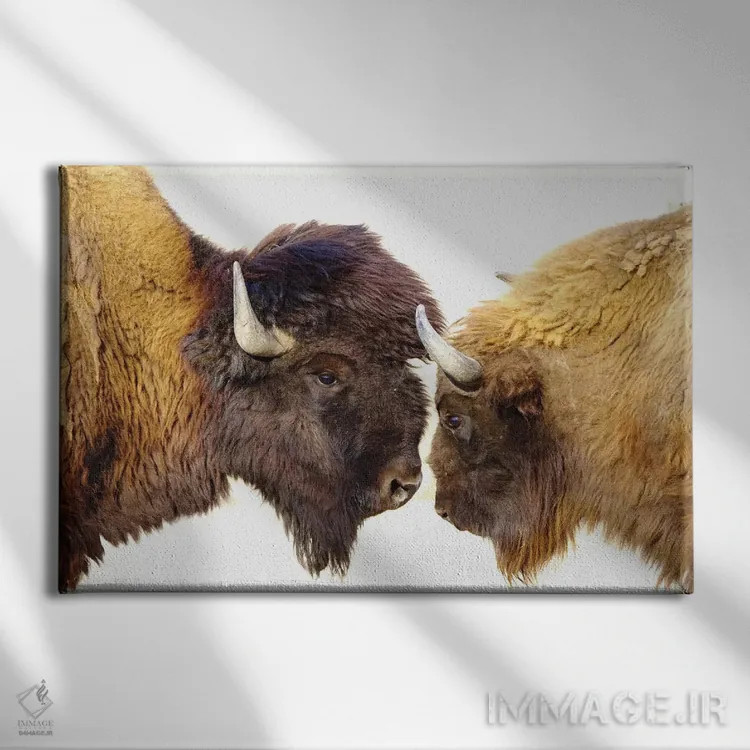 تابلو بایسونها ۲ اثر گوران آناستاسوفسکی (عکاس طبیعت مقدونیه) - نمای روبهرو روی دیوار