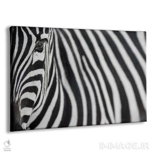 تابلو گورخر ۲۰ اثر گوران آناستاسوفسکی (عکاس طبیعت مقدونیه) - نمای پرسپکتیو محصول