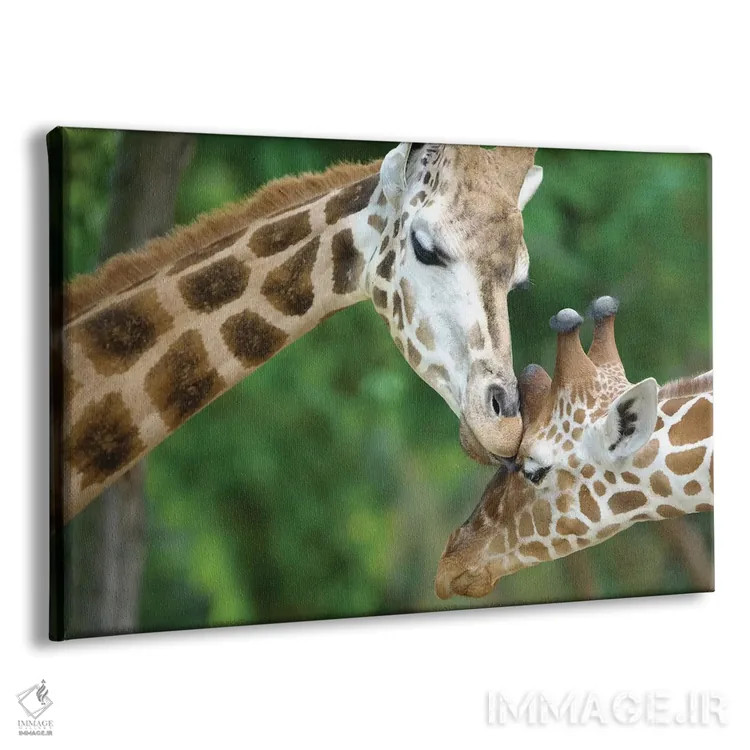 تابلو زرافه عاشق اثر گوران آناستاسوفسکی (عکاس طبیعت مقدونیه) - نمای پرسپکتیو محصول