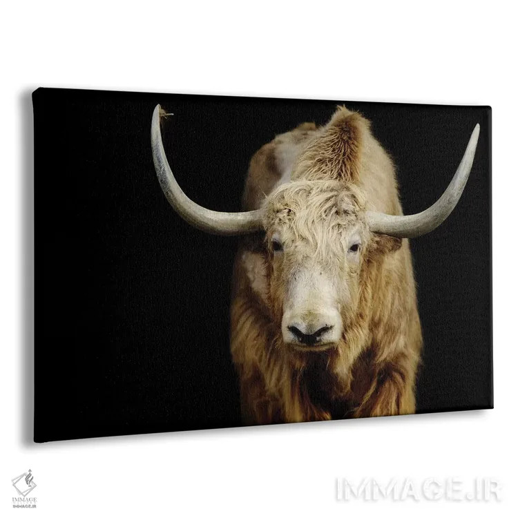 تابلو گاو ۵ اثر گوران آناستاسوفسکی (عکاس طبیعت مقدونیه) - نمای پرسپکتیو محصول