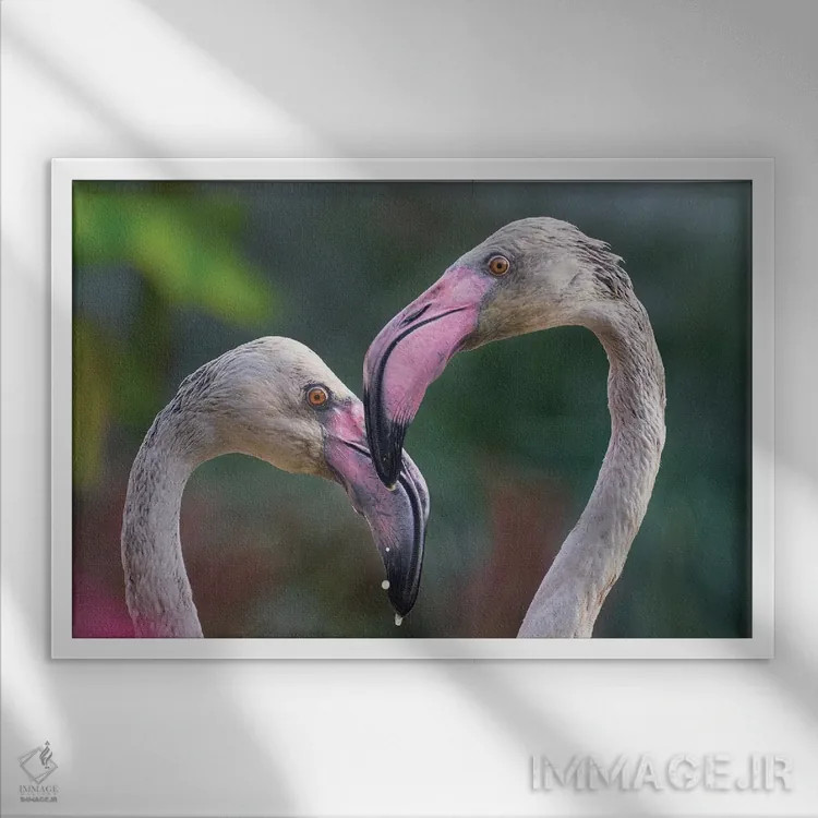 تابلو مرغ عشق اثر گوران آناستاسوفسکی (عکاس طبیعت مقدونیه) - نمای قابدار سفید