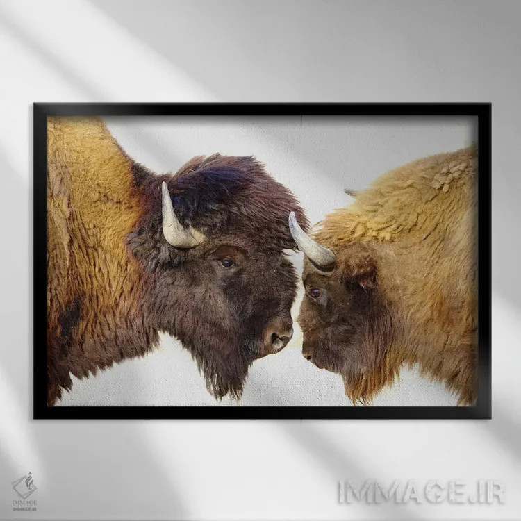 تابلو بایسونها ۲ اثر گوران آناستاسوفسکی (عکاس طبیعت مقدونیه) - نمای قابدار مشکی