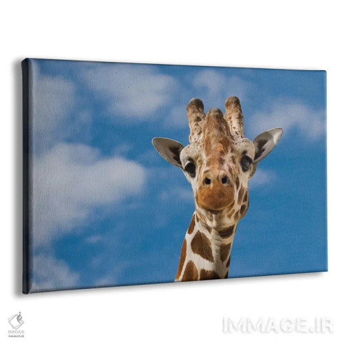 تابلو زرافه اثر گوران آناستاسوفسکی (عکاس طبیعت مقدونیه) - نمای پرسپکتیو محصول