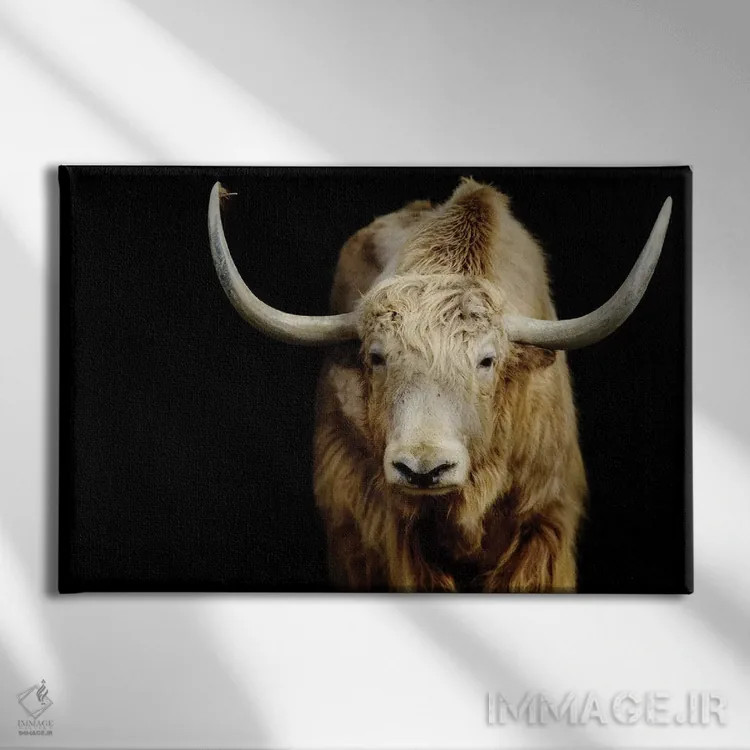 تابلو گاو ۵ اثر گوران آناستاسوفسکی (عکاس طبیعت مقدونیه) - نمای روبهرو روی دیوار