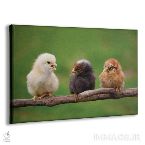 تابلو نوزادها اثر گوران آناستاسوفسکی (عکاس طبیعت مقدونیه) - نمای پرسپکتیو محصول