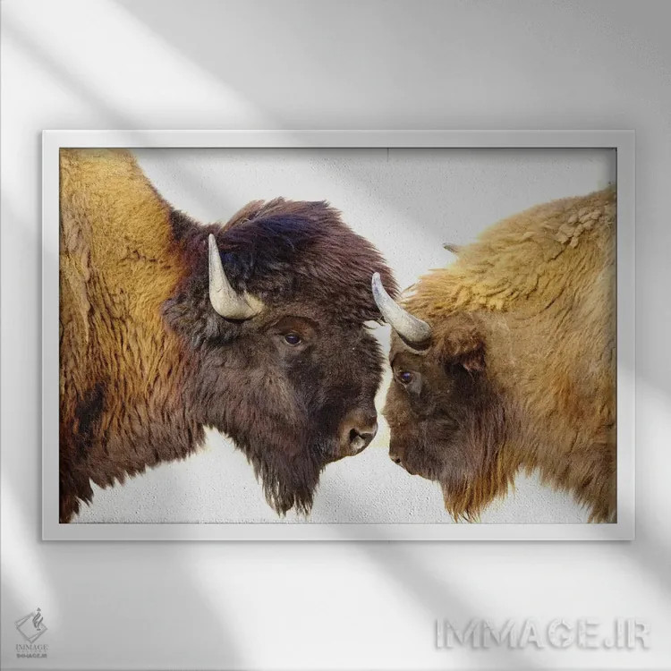 تابلو بایسونها ۲ اثر گوران آناستاسوفسکی (عکاس طبیعت مقدونیه) - نمای قابدار سفید