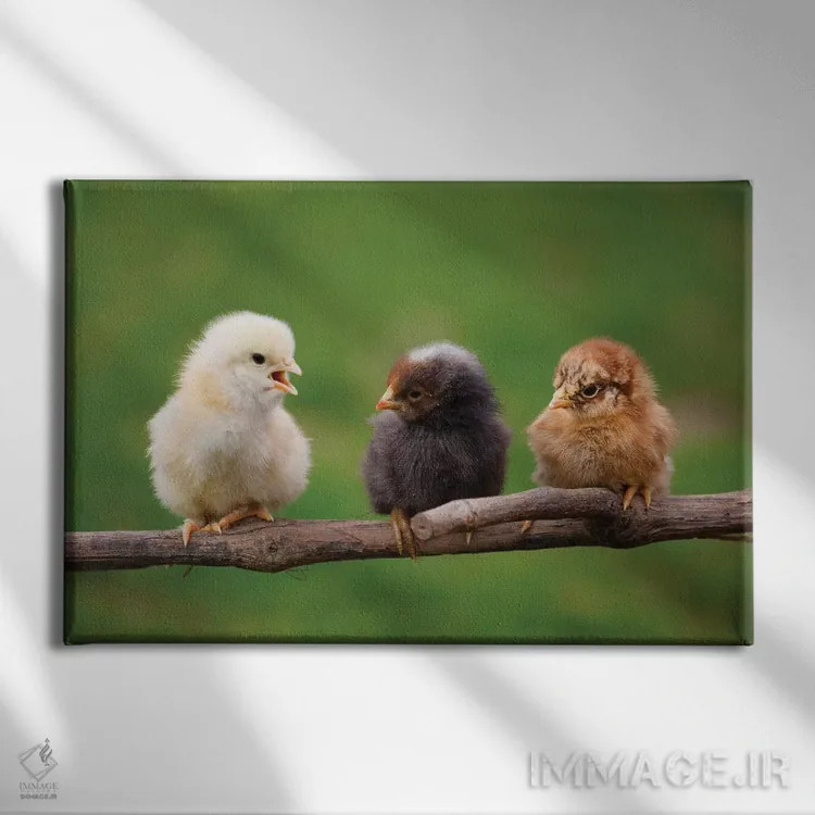 تابلو نوزادها اثر گوران آناستاسوفسکی (عکاس طبیعت مقدونیه) - نمای روبهرو روی دیوار