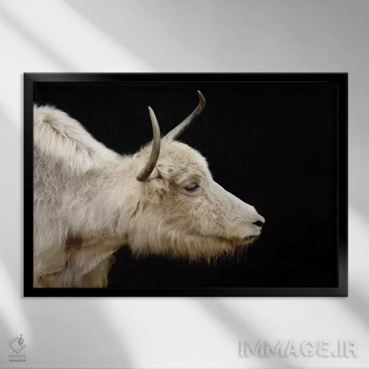 تابلو گاو ۶ اثر گوران آناستاسوفسکی (عکاس طبیعت مقدونیه) - نمای قابدار مشکی