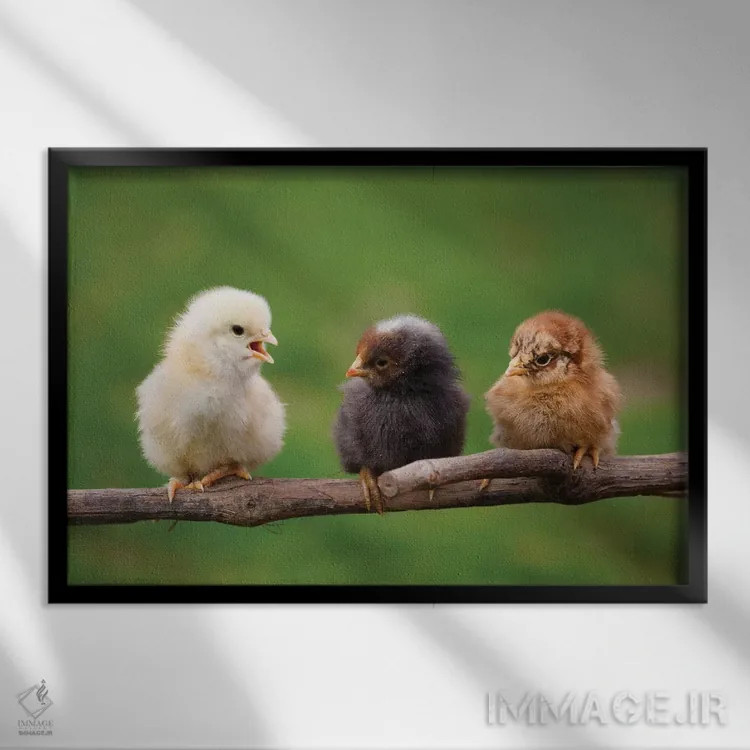 تابلو نوزادها اثر گوران آناستاسوفسکی (عکاس طبیعت مقدونیه) - نمای قابدار مشکی