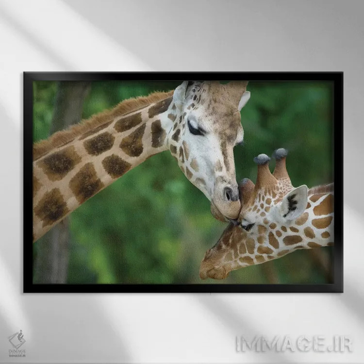 تابلو زرافه عاشق اثر گوران آناستاسوفسکی (عکاس طبیعت مقدونیه) - نمای قابدار مشکی