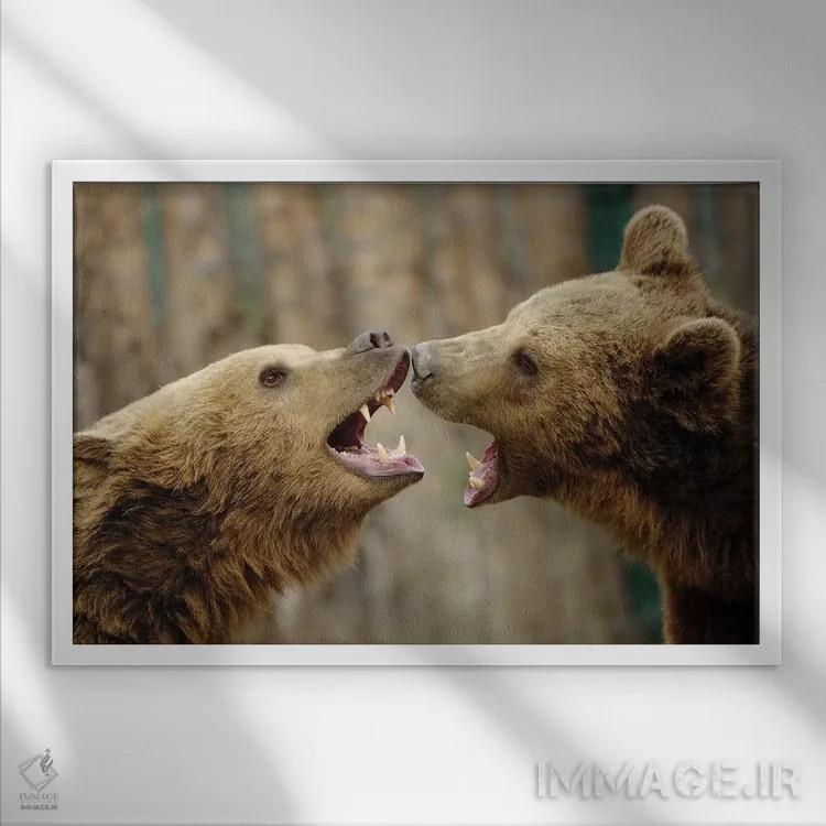 تابلو مبارزه اثر گوران آناستاسوفسکی (عکاس طبیعت مقدونیه) - نمای قابدار سفید