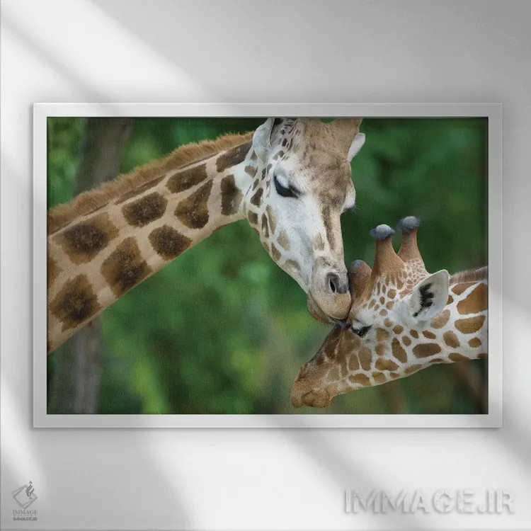 تابلو زرافه عاشق اثر گوران آناستاسوفسکی (عکاس طبیعت مقدونیه) - نمای قابدار سفید