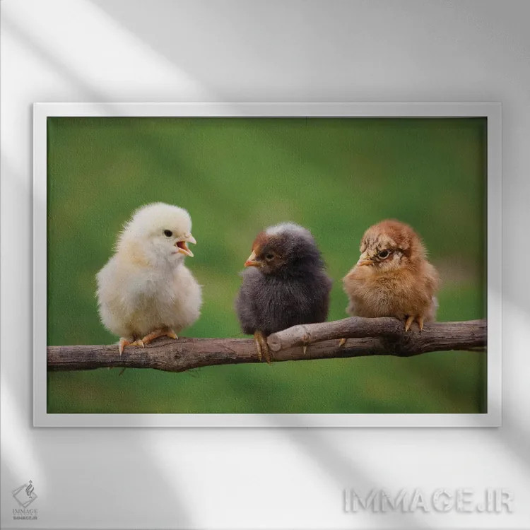 تابلو نوزادها اثر گوران آناستاسوفسکی (عکاس طبیعت مقدونیه) - نمای قابدار سفید