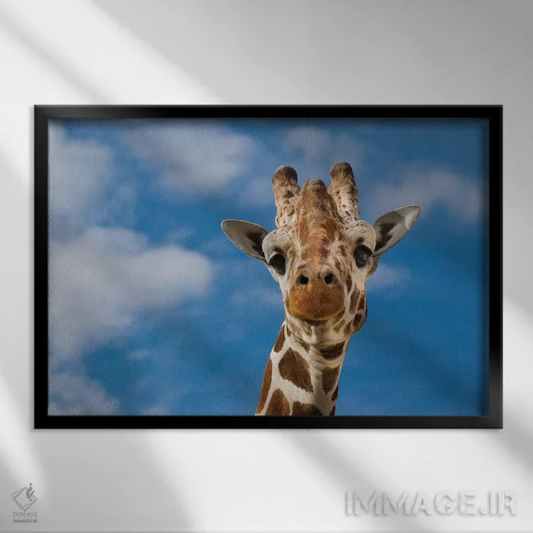 تابلو زرافه اثر گوران آناستاسوفسکی (عکاس طبیعت مقدونیه) - نمای قابدار مشکی