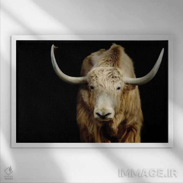 تابلو گاو ۵ اثر گوران آناستاسوفسکی (عکاس طبیعت مقدونیه) - نمای قابدار سفید