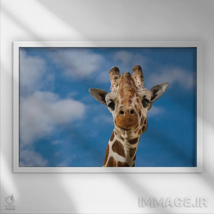 تابلو زرافه اثر گوران آناستاسوفسکی (عکاس طبیعت مقدونیه) - نمای قابدار سفید