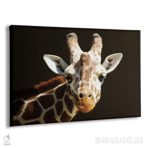 تابلو زرافه ۶ اثر گوران آناستاسوفسکی (عکاس طبیعت مقدونیه) - نمای پرسپکتیو محصول