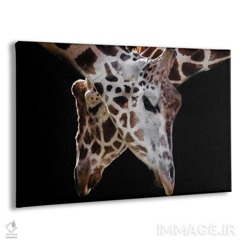 تابلو زرافهها ۳ اثر گوران آناستاسوفسکی (عکاس طبیعت مقدونیه) - نمای پرسپکتیو محصول