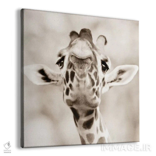 تابلو نگاه زرافه اثر گوران آناستاسوفسکی (عکاس طبیعت مقدونیه) - نمای پرسپکتیو محصول