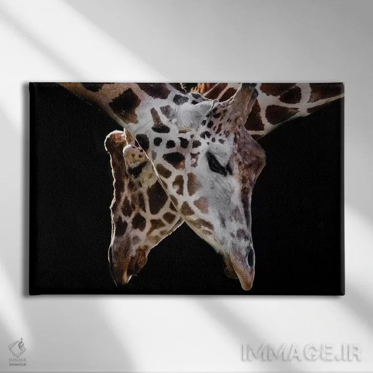 تابلو زرافهها ۳ اثر گوران آناستاسوفسکی (عکاس طبیعت مقدونیه) - نمای روبهرو روی دیوار