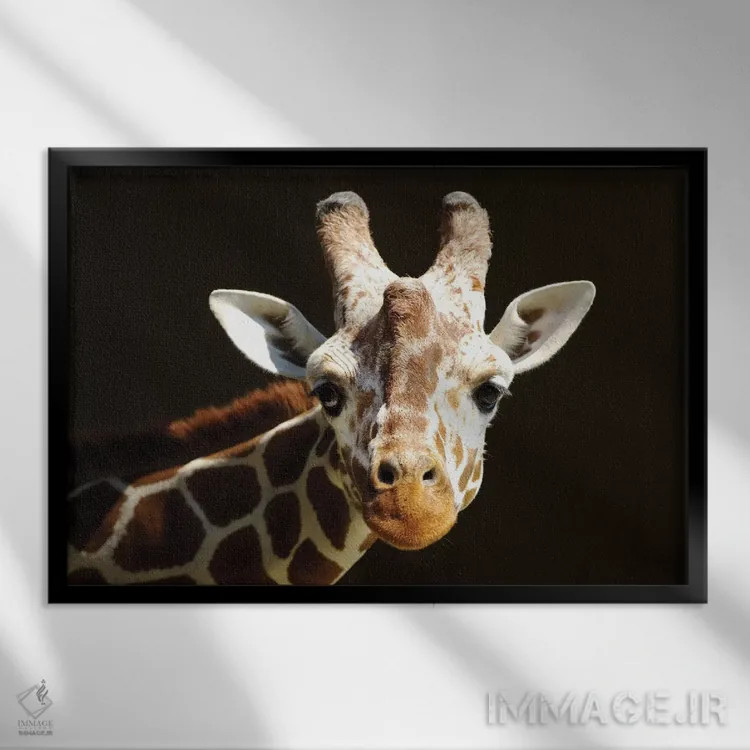 تابلو زرافه ۶ اثر گوران آناستاسوفسکی (عکاس طبیعت مقدونیه) - نمای قابدار مشکی