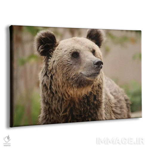 تابلو خرسها ۳ اثر گوران آناستاسوفسکی (عکاس طبیعت مقدونیه) - نمای پرسپکتیو محصول