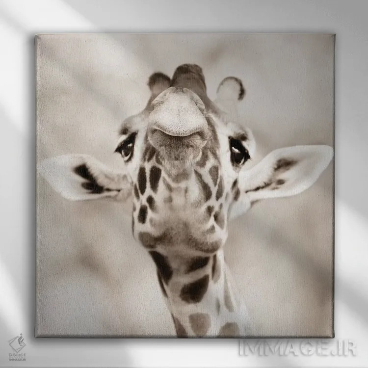 تابلو نگاه زرافه اثر گوران آناستاسوفسکی (عکاس طبیعت مقدونیه) - نمای روبهرو روی دیوار