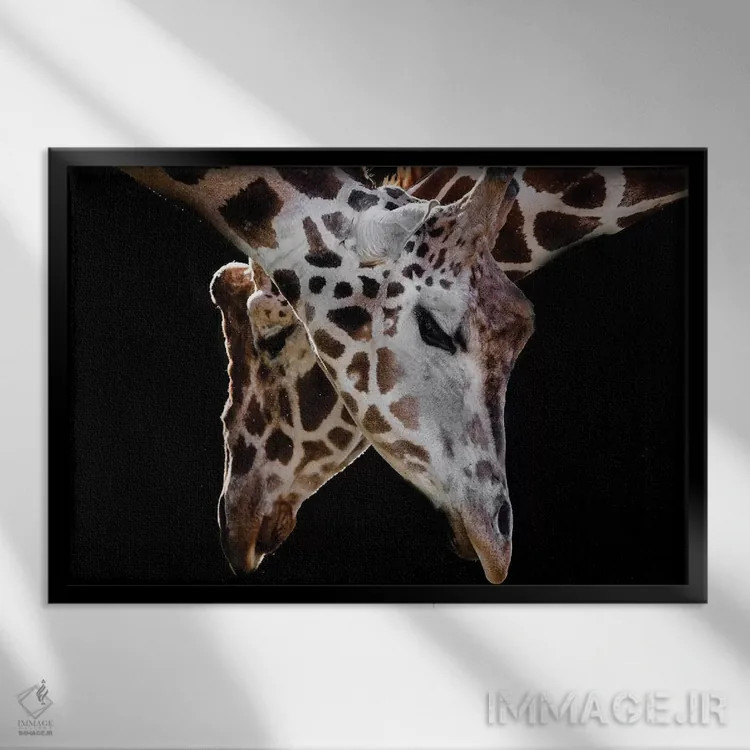 تابلو زرافهها ۳ اثر گوران آناستاسوفسکی (عکاس طبیعت مقدونیه) - نمای قابدار مشکی