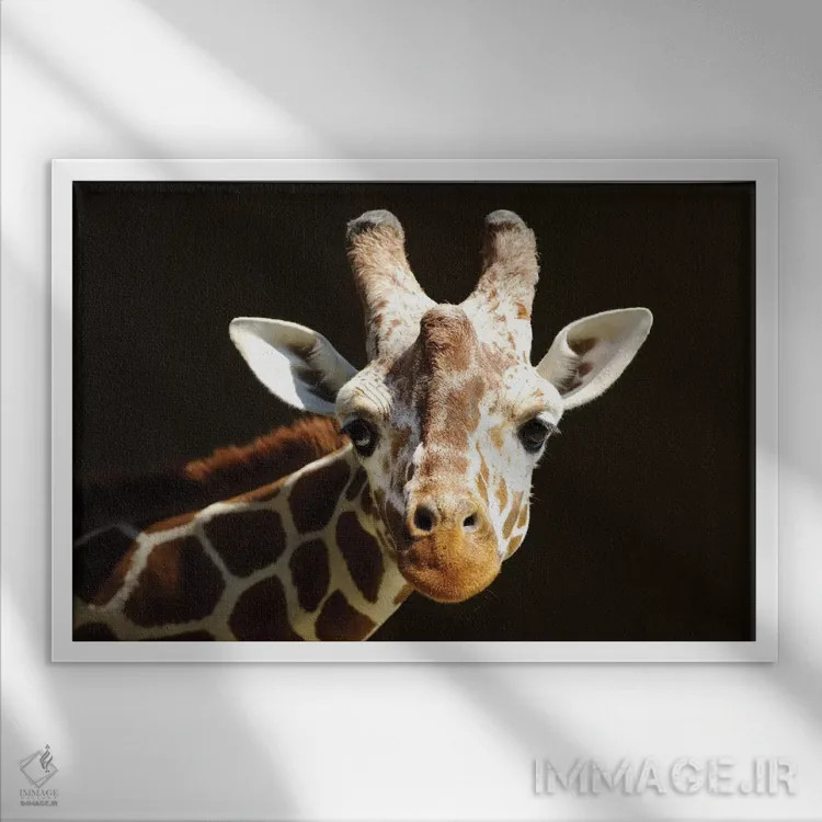 تابلو زرافه ۶ اثر گوران آناستاسوفسکی (عکاس طبیعت مقدونیه) - نمای قابدار سفید