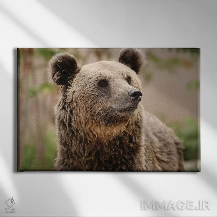 تابلو خرسها ۳ اثر گوران آناستاسوفسکی (عکاس طبیعت مقدونیه) - نمای روبهرو روی دیوار