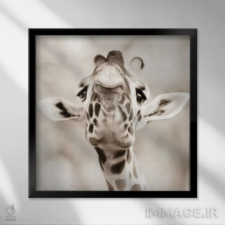 تابلو نگاه زرافه اثر گوران آناستاسوفسکی (عکاس طبیعت مقدونیه) - نمای قابدار مشکی