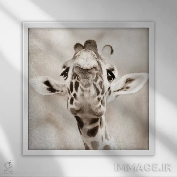 تابلو نگاه زرافه اثر گوران آناستاسوفسکی (عکاس طبیعت مقدونیه) - نمای قابدار سفید