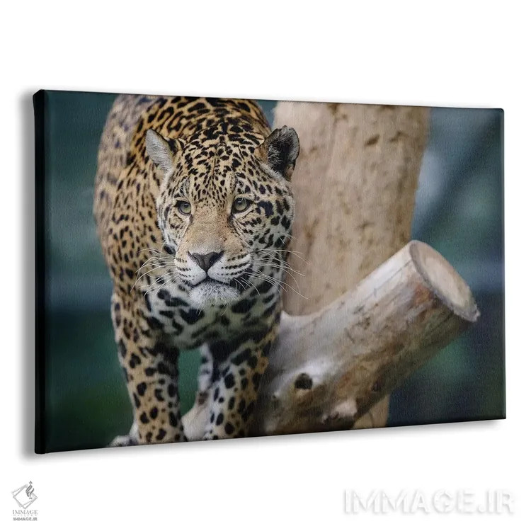 تابلو جگوار دوازدهم اثر گوران آناستاسوفسکی (عکاس طبیعت مقدونیه) - نمای پرسپکتیو محصول