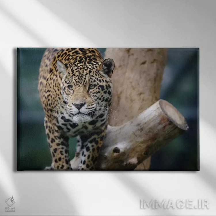 تابلو جگوار دوازدهم اثر گوران آناستاسوفسکی (عکاس طبیعت مقدونیه) - نمای روبهرو روی دیوار