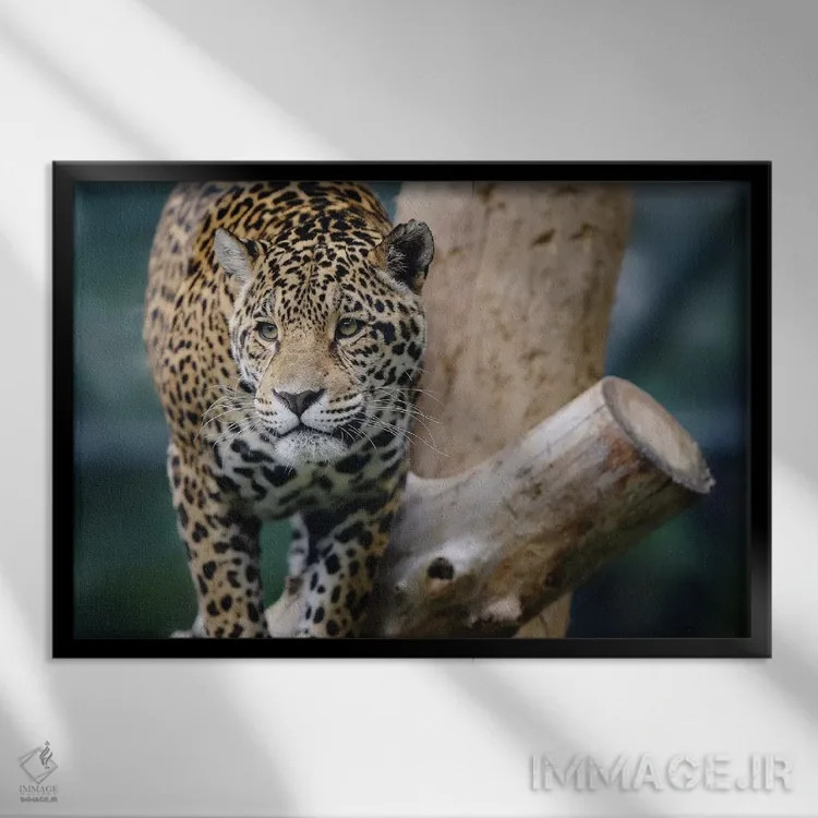 تابلو جگوار دوازدهم اثر گوران آناستاسوفسکی (عکاس طبیعت مقدونیه) - نمای قابدار مشکی