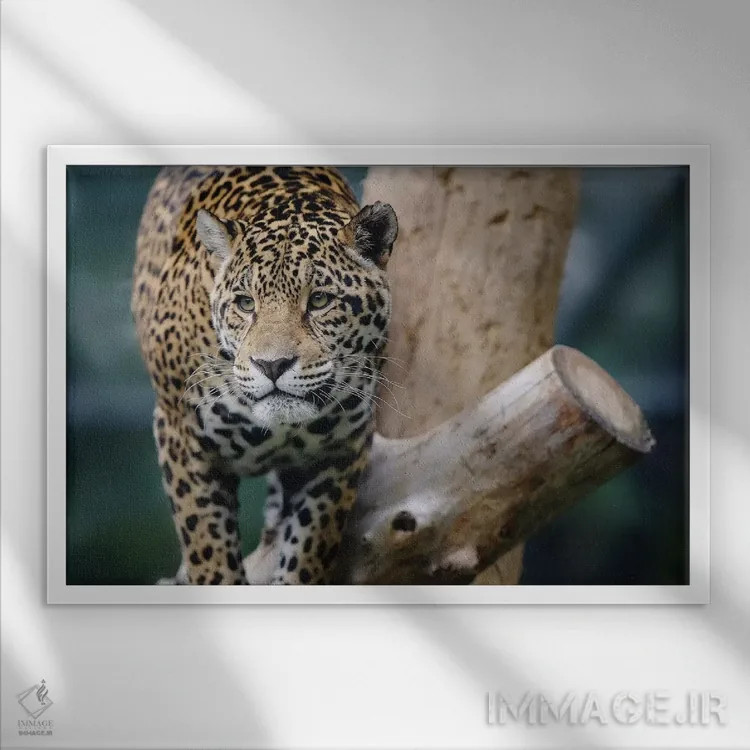 تابلو جگوار دوازدهم اثر گوران آناستاسوفسکی (عکاس طبیعت مقدونیه) - نمای قابدار سفید