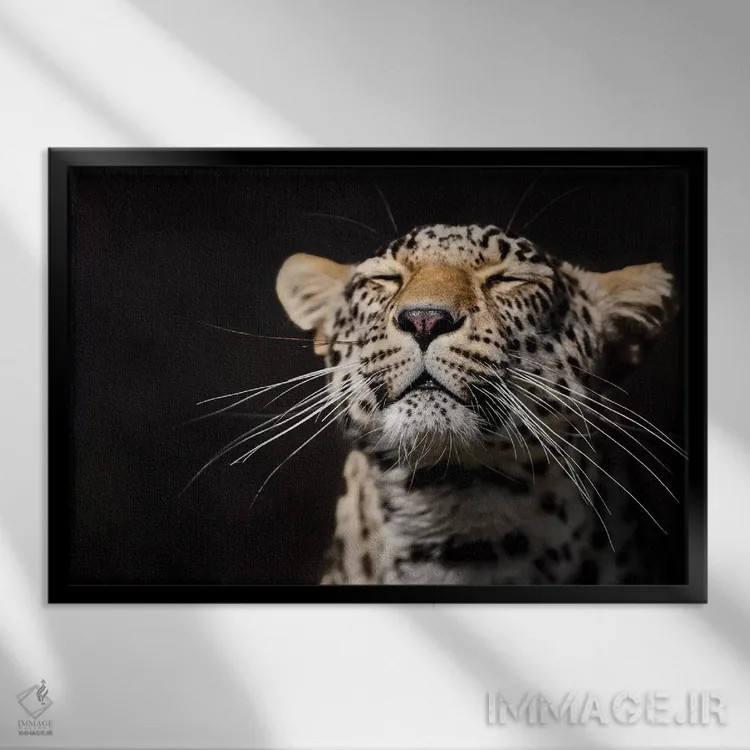 تابلو پلنگ اول اثر گوران آناستاسوفسکی (عکاس طبیعت مقدونیه) - نمای قابدار مشکی