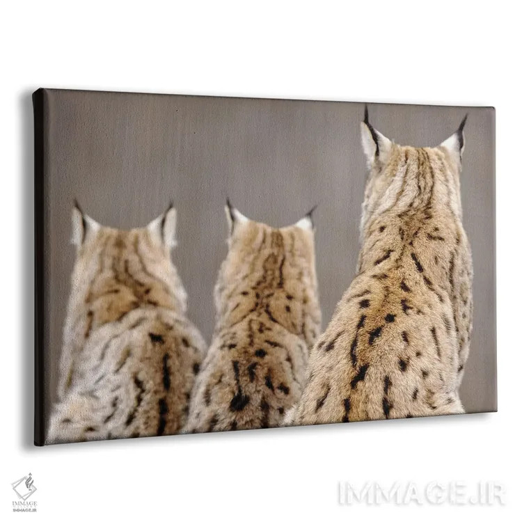 تابلو سیاهگوش از پشت اثر گوران آناستاسوفسکی (عکاس طبیعت مقدونیه) - نمای پرسپکتیو محصول